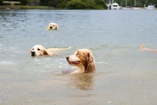 border collie making a happy face in the ocean