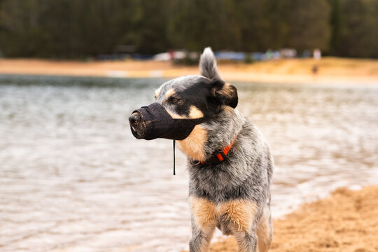 cattle dog wearing muzzle at the beach