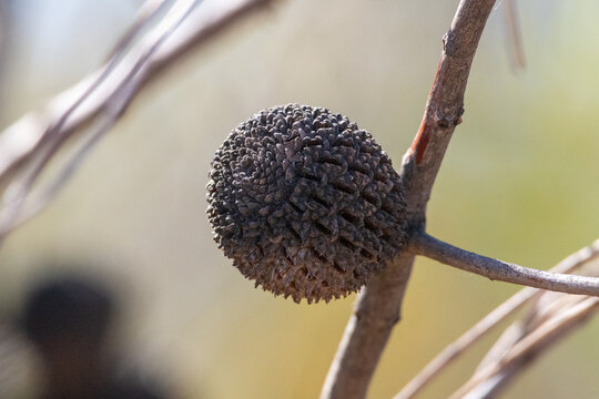 Close up of a tree seed pod on a wooden branch
