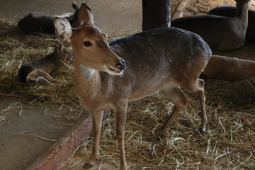 Brown deer standing in a sheltered enclosure with its head turned to the side. Several other deer and a Patagonian mara are seen resting on straw bedding in the background.