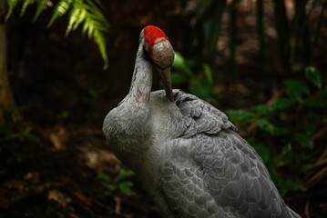 portrait of a Brolga close up