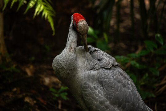 portrait of a Brolga close up