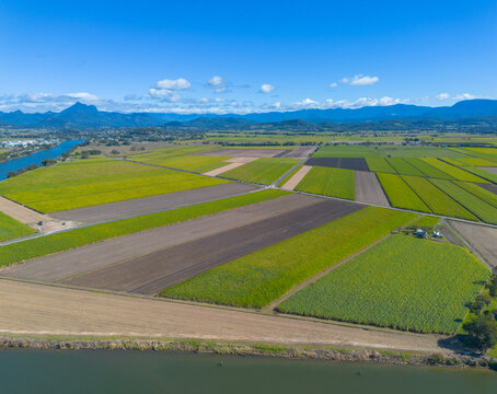 Cane Paddocks near Murwillumbah with Mount Warning, Wollumbin in the background
