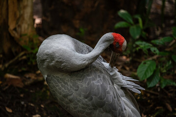 portrait of a Brolga close up
