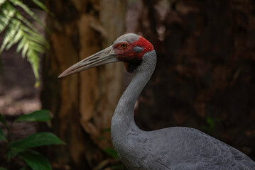 portrait of a Brolga close up