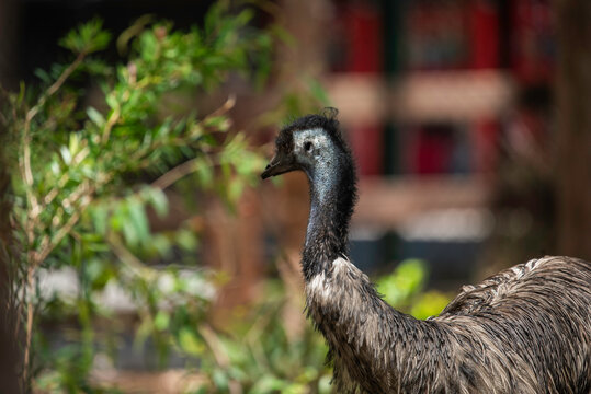 Portrait of an emu close up
