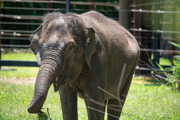 Indian elephant close up
