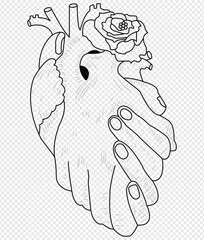 Anatomical heart vector silhouette icon.heartbeat, cardiovascular, anatomy, medical, health, cardiology illustration, biology, organ, human heart. Human Heart, Cardiac Muscle Line .Unique heart icon.