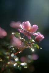 Beautiful Pink Wild Rose Flower with Water Drops in Sunlight