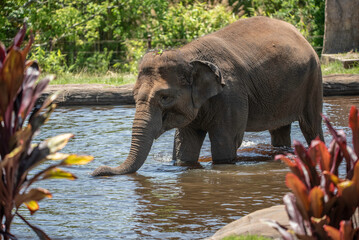 Indian elephant close up
