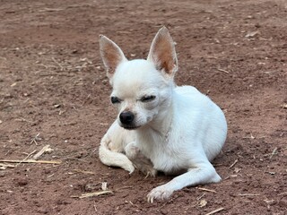Adorable White Chihuahua Resting Peacefully on Brown Dirt Ground