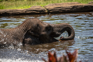 Naklejka premium elephant in water