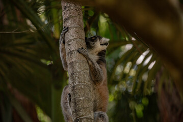 Naklejka premium Portrait of a lemur close up
