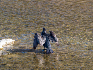羽を乾かすカワウ