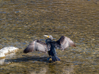 羽を乾かすカワウ