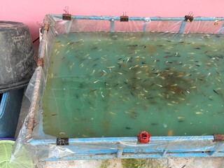 Numerous Colorful Small Fish Swimming in Simple Outdoor Pond