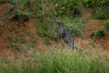 wild otter on the ground © alias