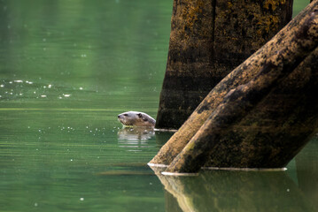 wild otter on the ground © alias