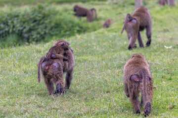 Baboon troop walking through Lake Nakuru National Park in East Africa Kenya KEN