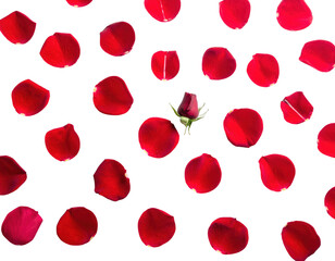 Flat lay of fresh red rose petals scattered artistically,white background.