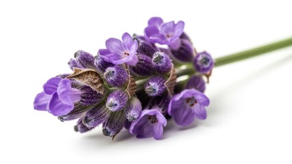 Naklejka premium International women's day Close up view of fresh lavender blossom | international, women's day, purple, flower, equality, celebration.