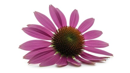 International women's day Purple echinacea flower on white backdrop | international, women's day, purple, flower, equality, celebration.