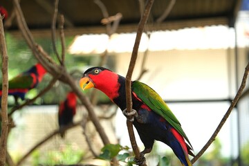 Obraz premium Black Capped Lory or Burung Nuri Perching on Branch