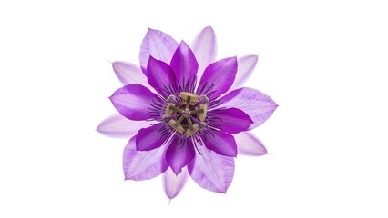 International women's day Purple passion flower isolated on white | international, women's day, purple, flower, equality, celebration.