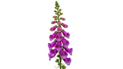 International women's day Digitalis foxgloves tall purple flowers | international, women's day, purple, flower, equality, celebration.