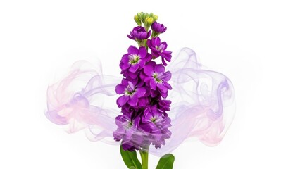 Obraz premium Purple stock flower bloom, blooming Matthiola incana, white background