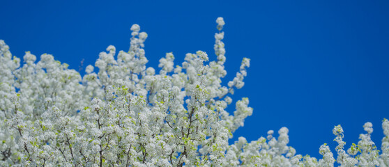 Close-up of white blossom tree flowers from a pear tree in spring. White blossom trees, nature...