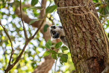 Naklejka premium Portrait of a lemur close up