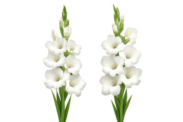 Naklejka premium White gladiolus flowers blooming on green stems, elegant floral botanical illustration on transparent background