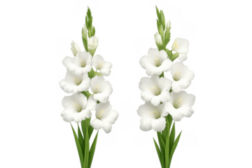White gladiolus flowers blooming on green stems, elegant floral botanical illustration on transparent background