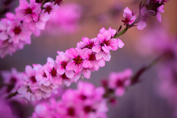 Fototapeta premium Flowers background. Spring background. Natural bloom floral background. Beautiful spring flowers banner. Spring blooming template. Flowers texture for spring design. Blossom background.