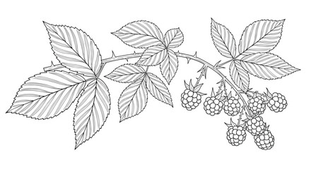 Detailed botanical line drawing of a berry branch with green leaves and multiple clusters of fruits for nature themed illustrations.