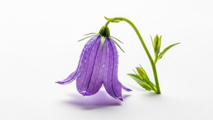 Obraz premium International women's day Dewy purple bellflower on white surface | international, women's day, purple, flower, equality, celebration.