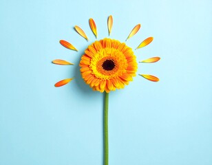 Creative Top View of Yellow Gerbera Daisy with Scattered Petals on Pastel Blue Background