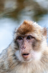 Obraz premium Close-up of a Barbary macaque -Macaca sylvanus.