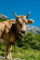 Cow grazing in a green pasture. Herd of cattle in summer meadow. Alpine meadows with grazing cow. Farmland with cow livestock. Grassy fields filled with cow. Grazing bovine. Cattle ranch.