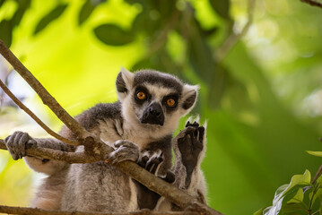 Naklejka premium Portrait of a lemur close up