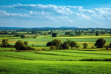 Fototapeta premium An expansive and vibrant rural landscape unfolds under a brilliant blue sky adorned with soft, white cumulus clouds, creating a sense of natural grandeur. Lush green fields, possibly depicting agricul