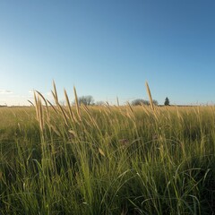 wheat field in the morning