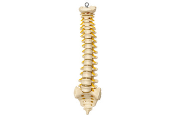 Human Spine Model Isolated on White Background