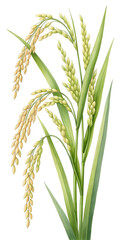 Watercolor Rice Stalks with Grains isolated on a transparent background