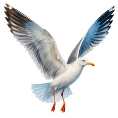 Watercolor Seagull in Flight isolated on a transparent background