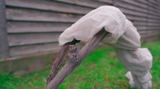 The vineyard trunk is wrapped with agrofibre to protect against low temperatures.