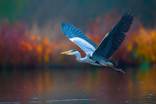 A magnificent grey waterbird glides gracefully in mid-flight just above the water's surface, its large wings fully outstretched against a beautifully blurred background of warm, autumnal hues. The bir