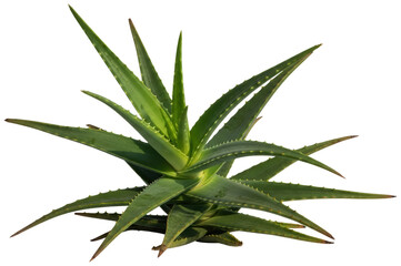 Fototapeta premium Green aloe vera succulent plant with thick fleshy pointed leaves on a transparent background