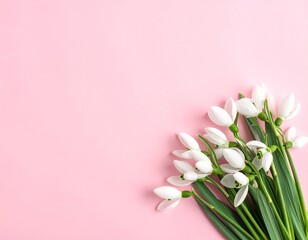 Creative Top View of White Snowdrop Flowers on Pastel Pink Background with Copy Space